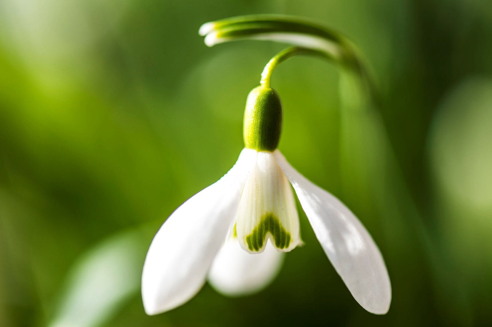 8. Platz Johann Kerler